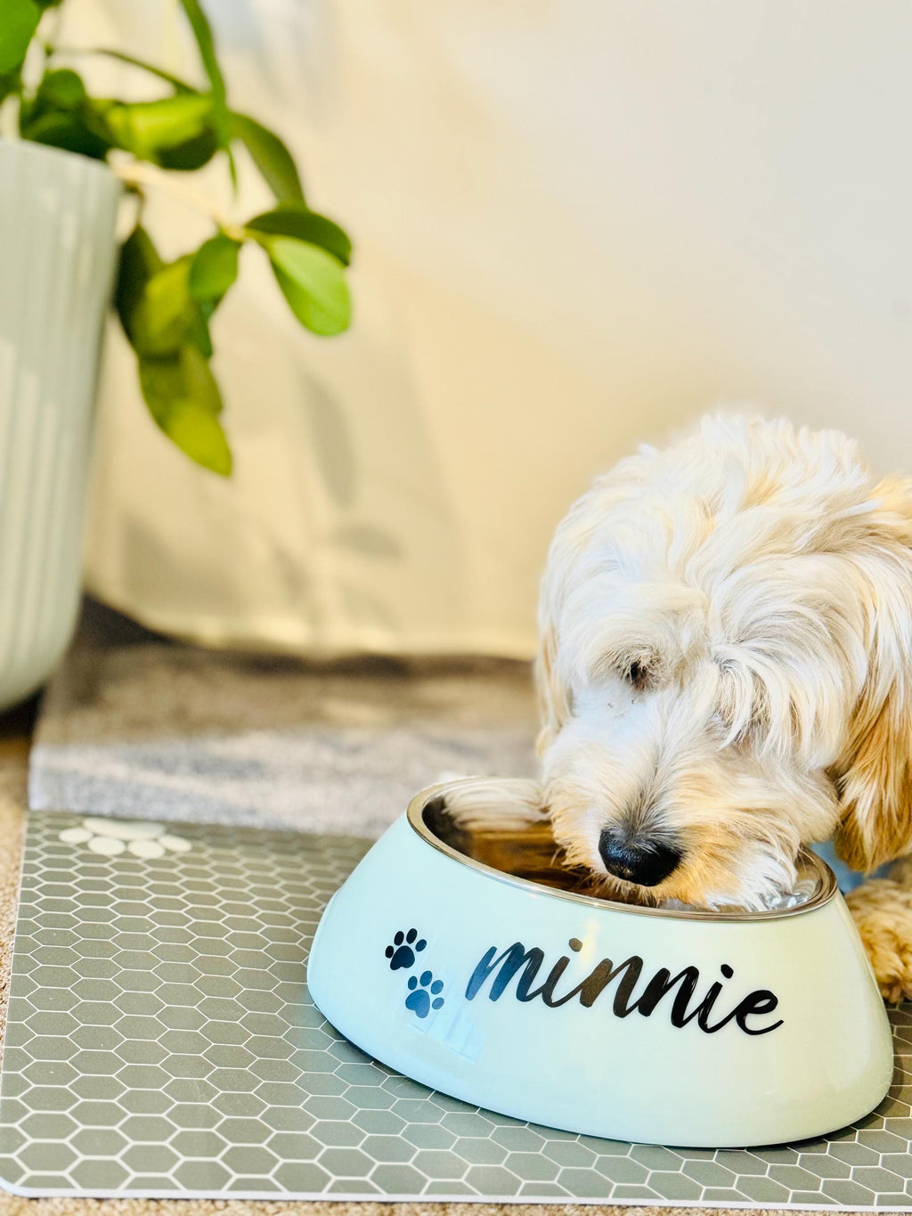 Custom Pet Labels